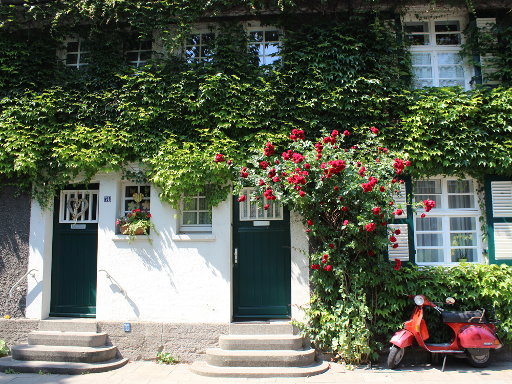 Zwei Türen mit grüner Fassadenbegrünung und blühenden Rosenstrauch davor. Wohnhaus. Margarethenhöhe Essen