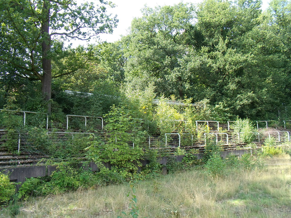 Jahnstadion Marl Verwilderte Grünfläche mit Bäumen und Pflanzen, umrahmt von Betonstrukturen. zugewachsene Stehtribüne, Jahnstadion Marl